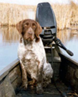 CHIEN SUR UNE BARQUE